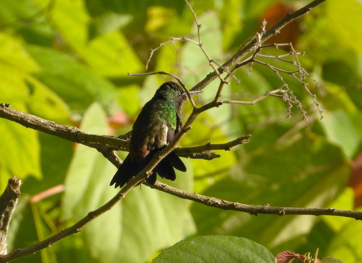 Copper-rumped Hummingbird - ML641942598
