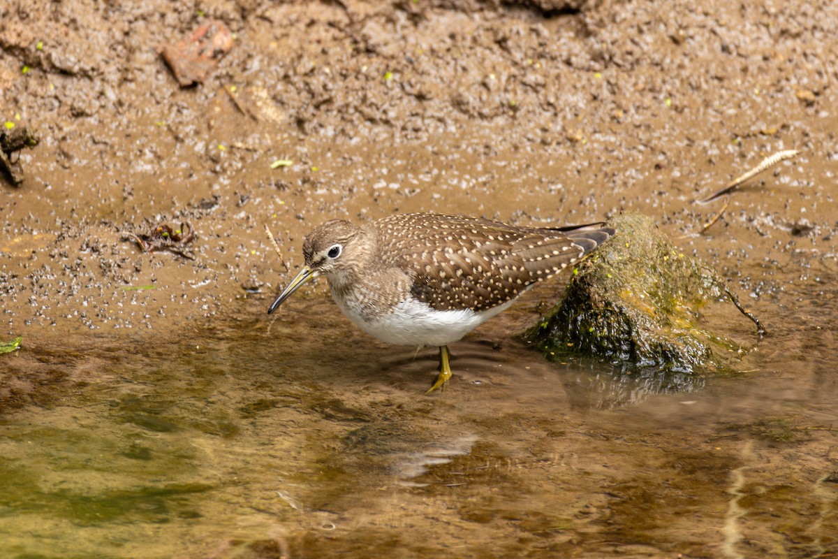 Solitary Sandpiper - ML641942605