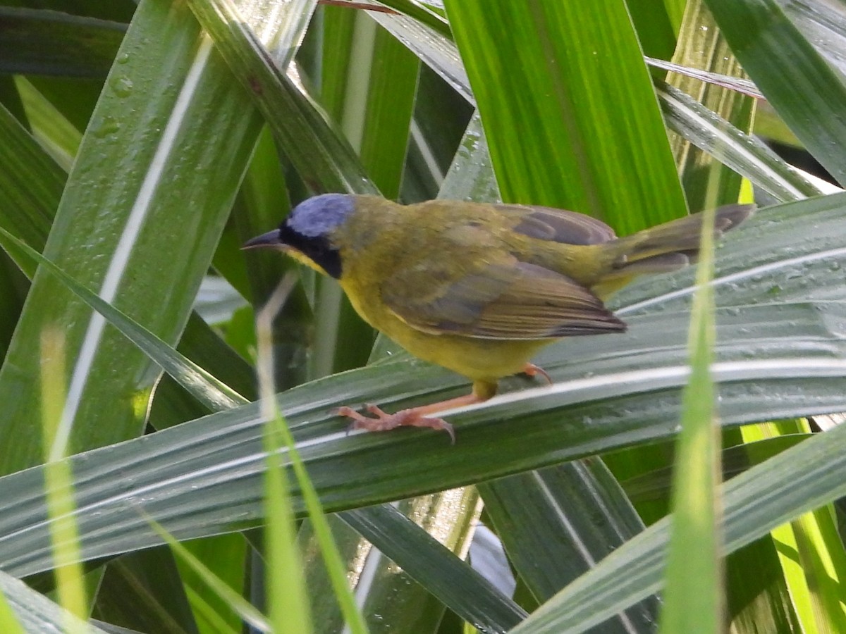 Masked Yellowthroat - ML641942622