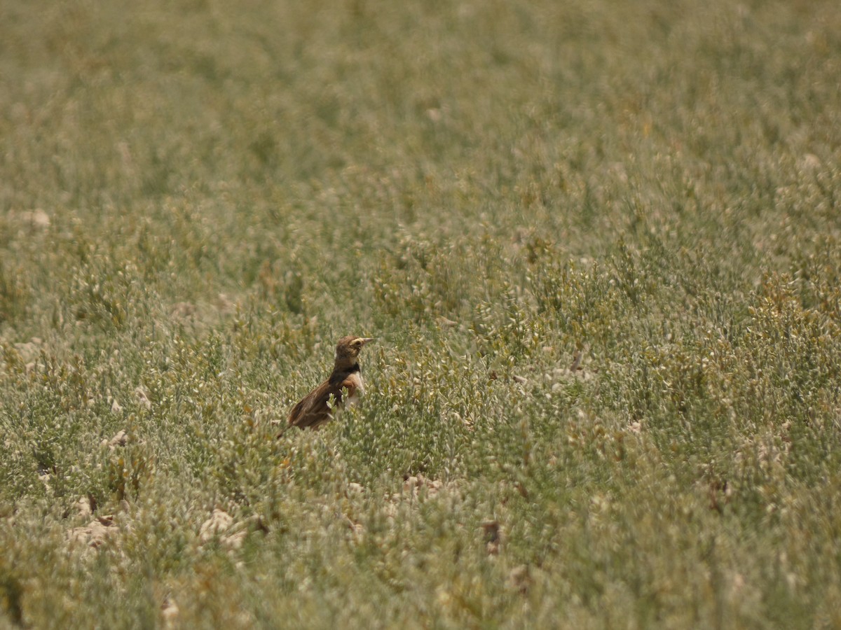 Horned Lark - ML641942623