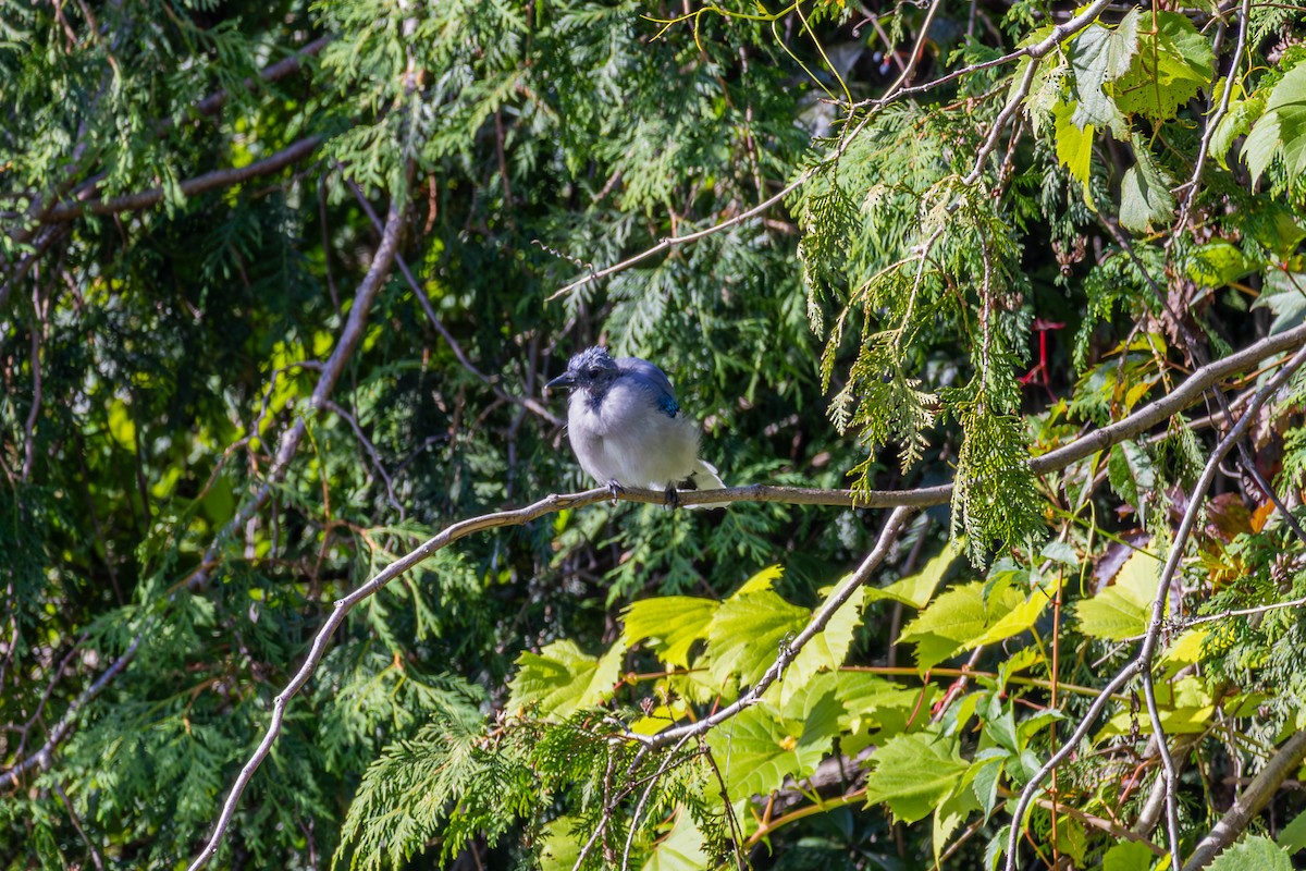 Blue Jay - ML641942624