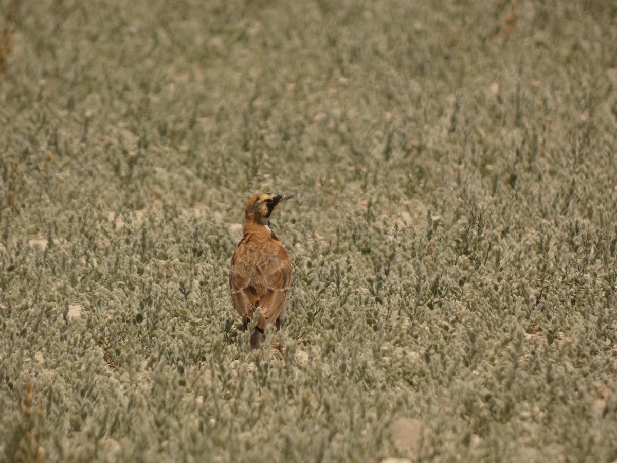 Horned Lark - ML641942626