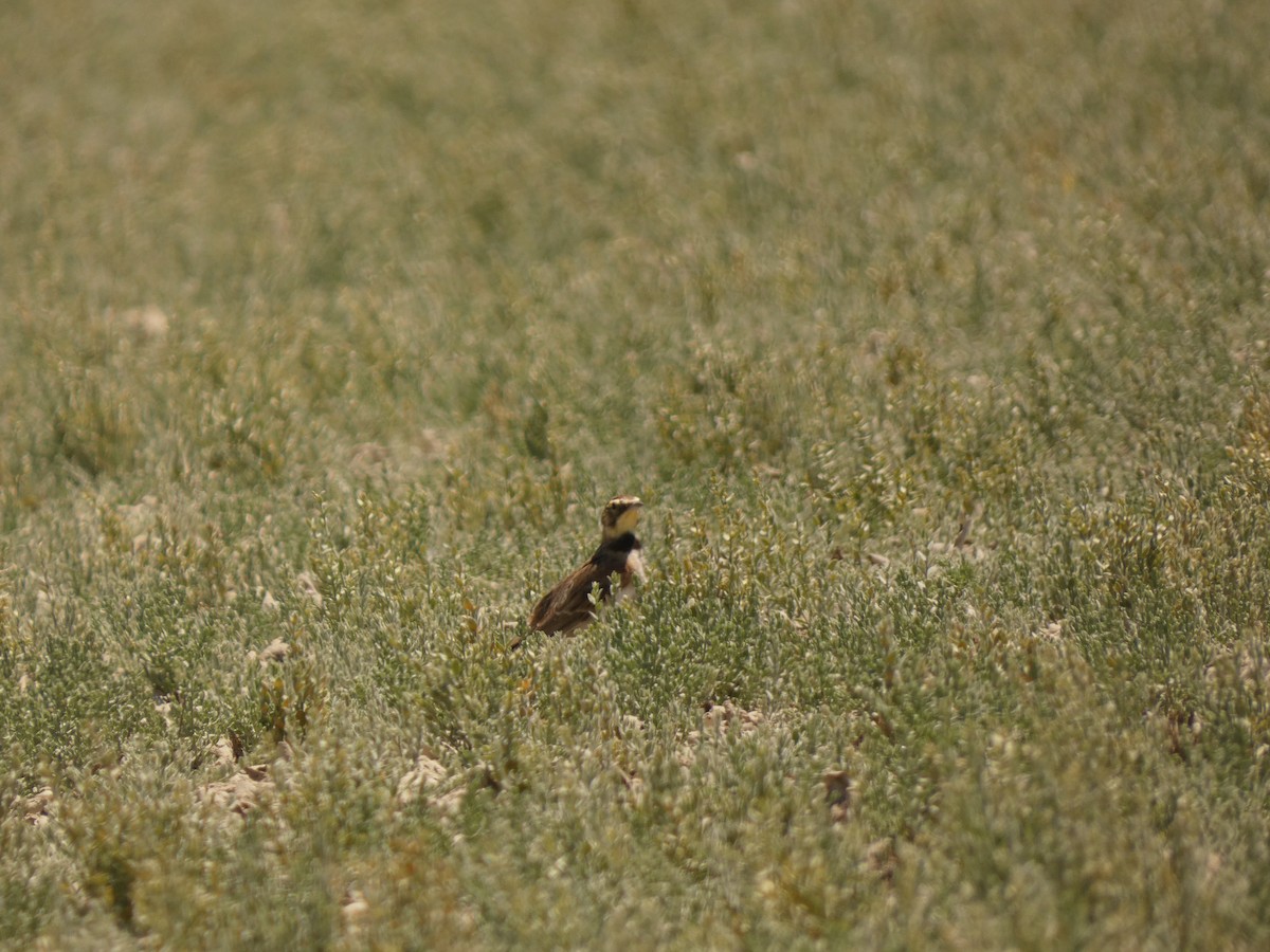 Horned Lark - ML641942628
