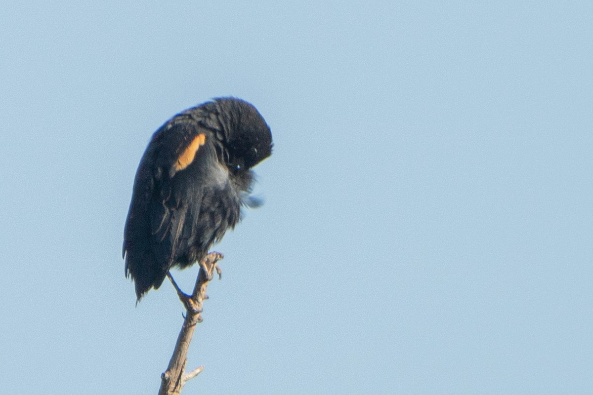 Red-winged Blackbird - ML641942629