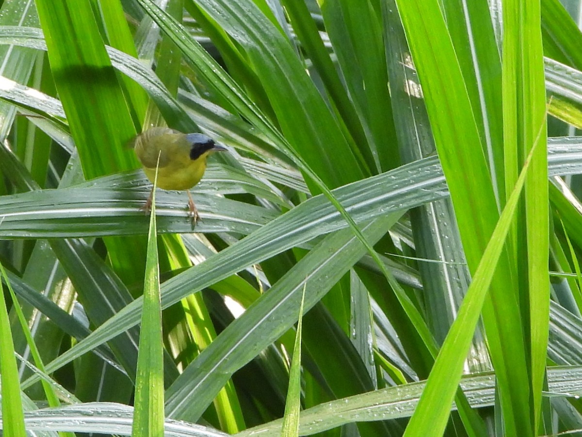 Masked Yellowthroat - ML641942650