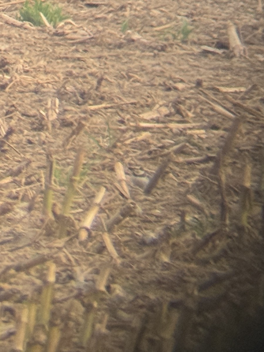 Semipalmated Plover - ML641942653