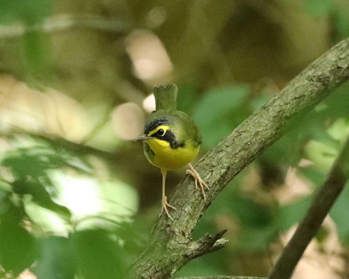 Kentucky Warbler - ML641942655