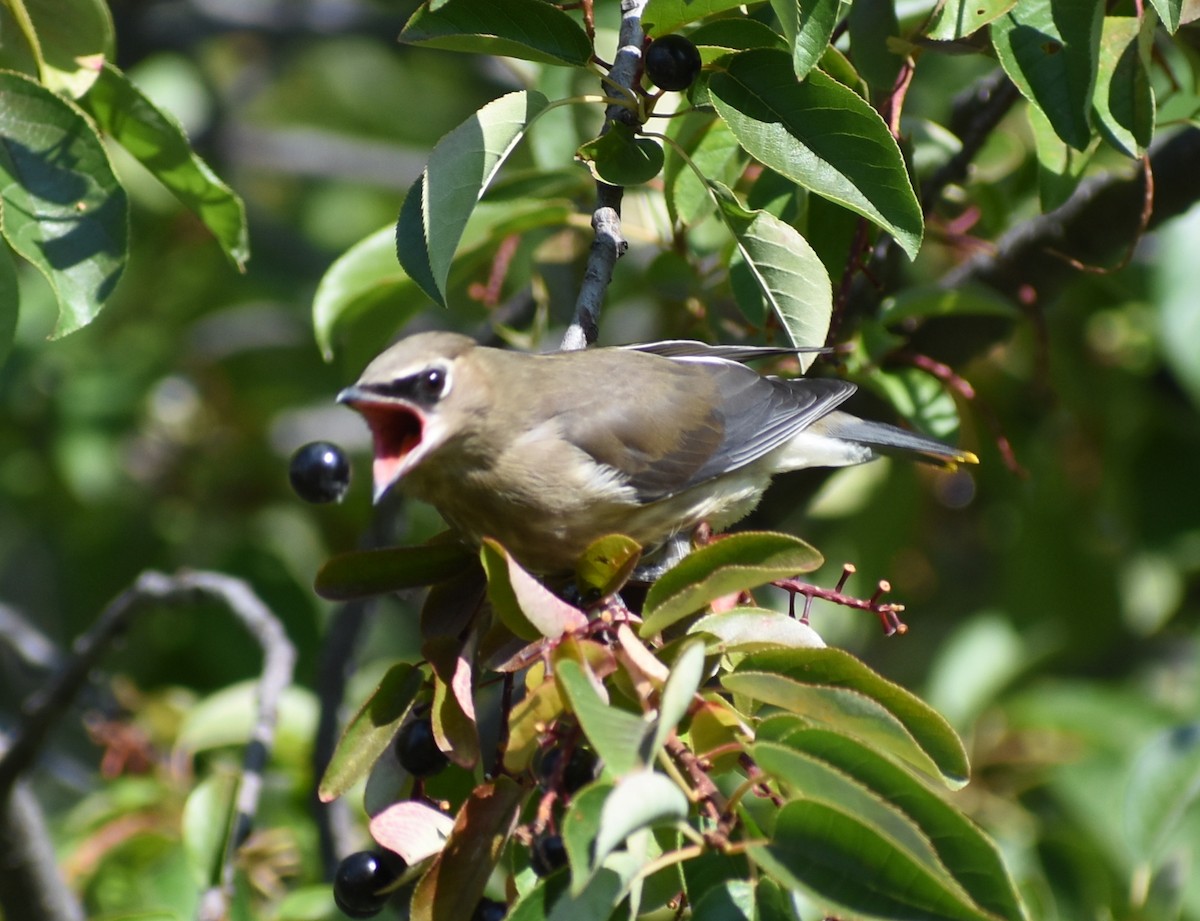 Cedar Waxwing - ML641942656