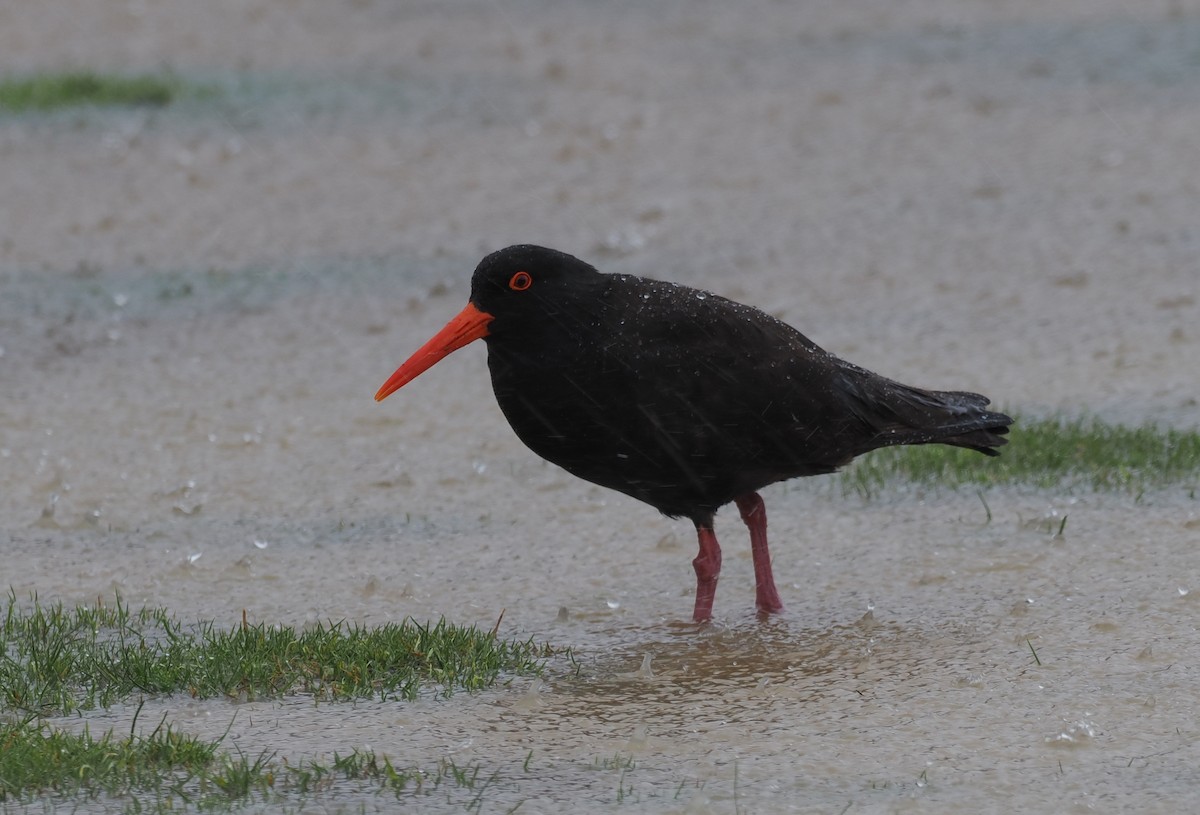 Sooty Oystercatcher - ML641942663