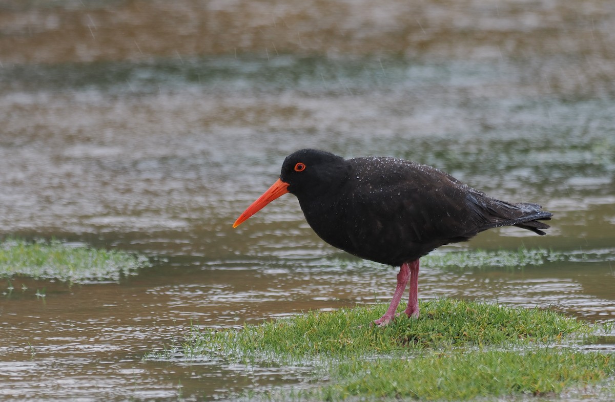 Sooty Oystercatcher - ML641942664
