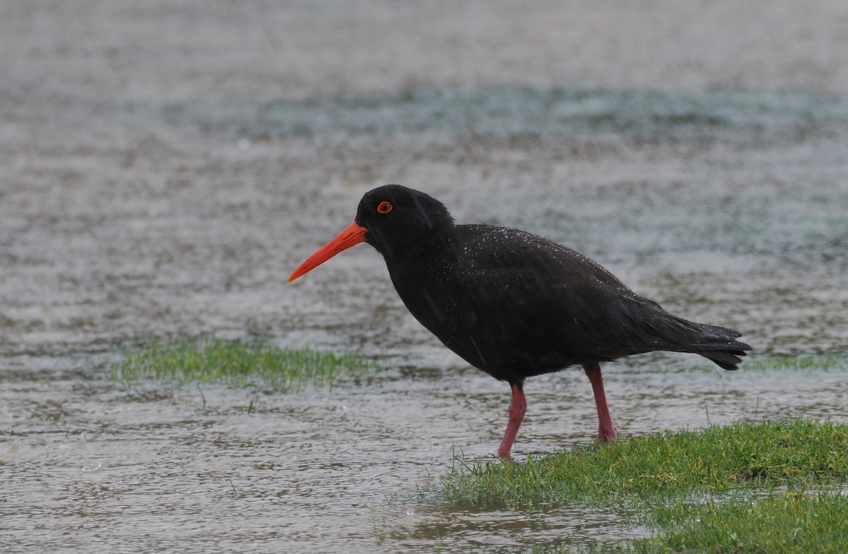 Sooty Oystercatcher - ML641942666