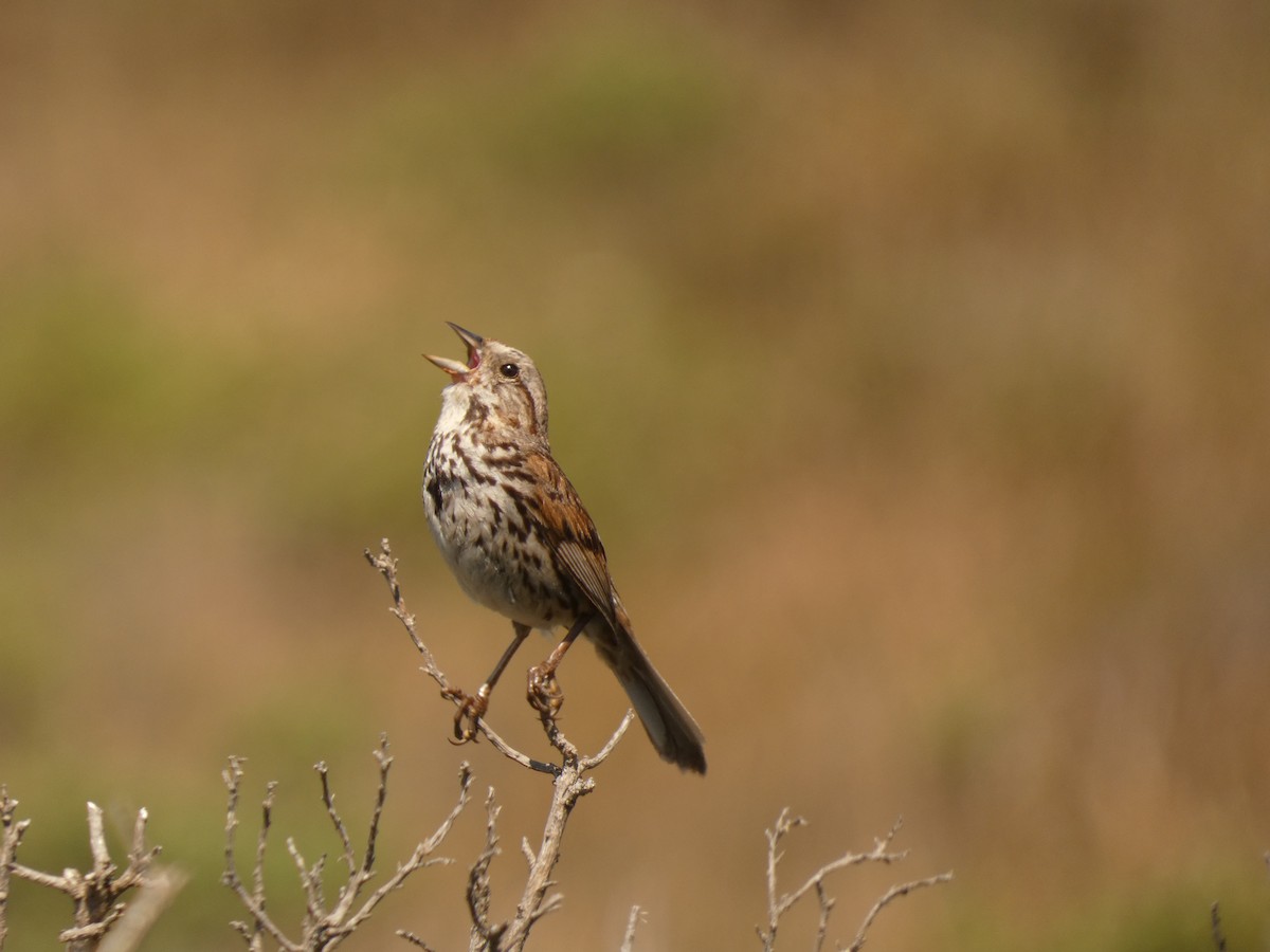 Song Sparrow - ML641942672