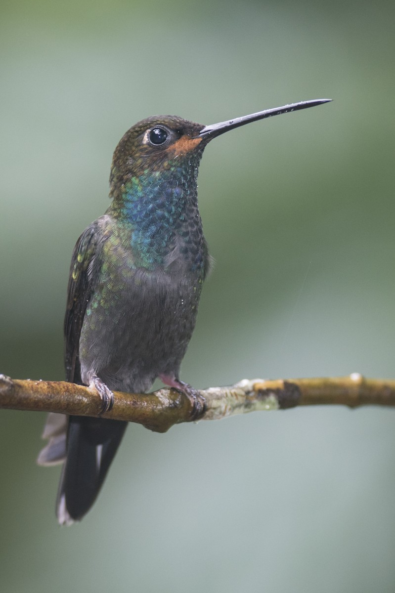 Rufous-gaped Hillstar - ML641942690