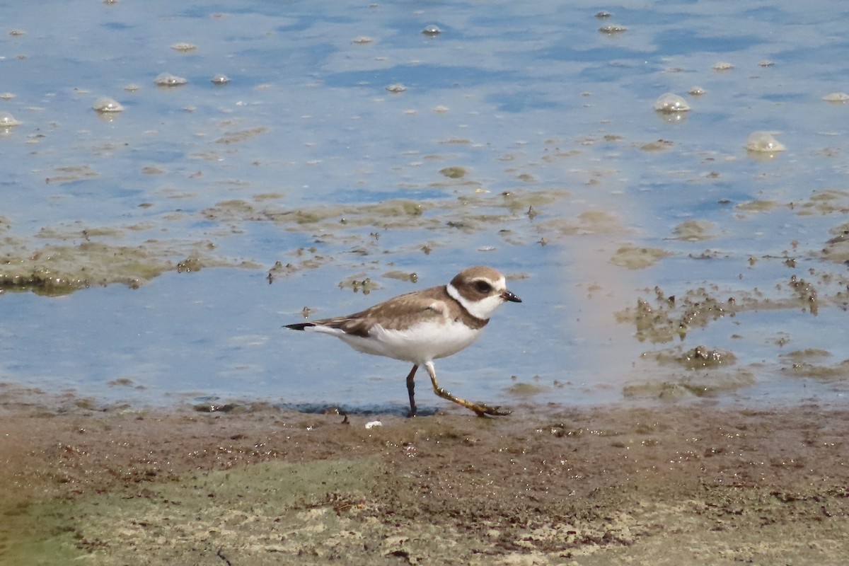 Semipalmated Plover - ML641942694