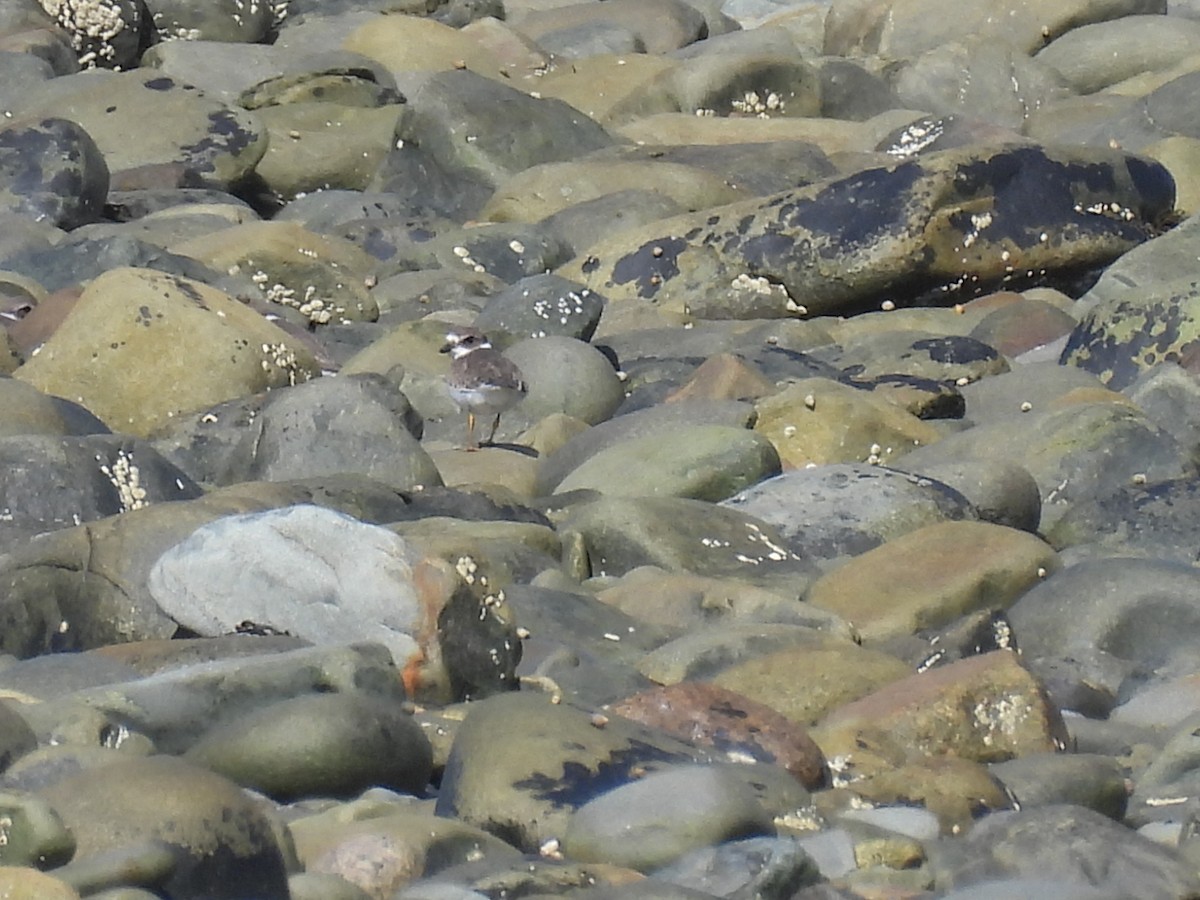 Semipalmated Plover - ML641942696