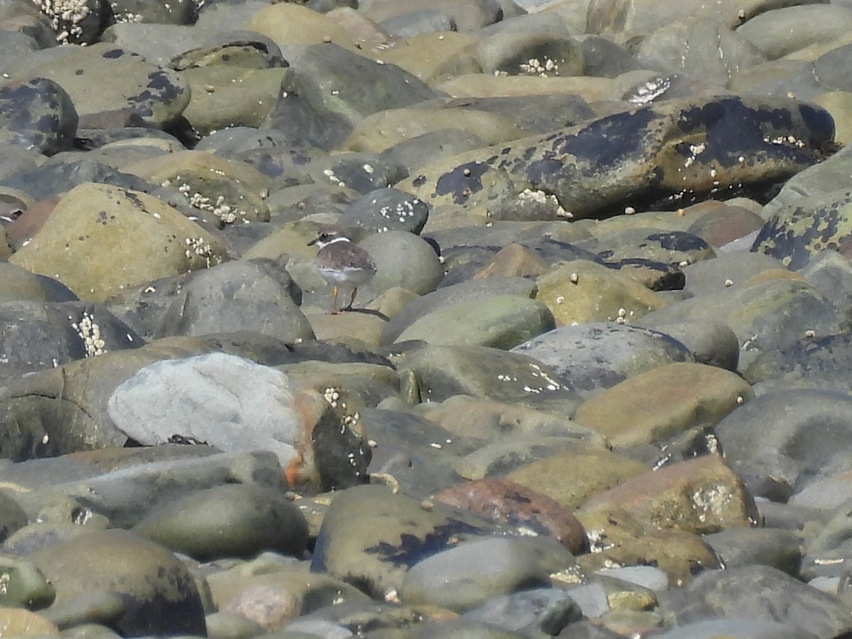 Semipalmated Plover - ML641942697