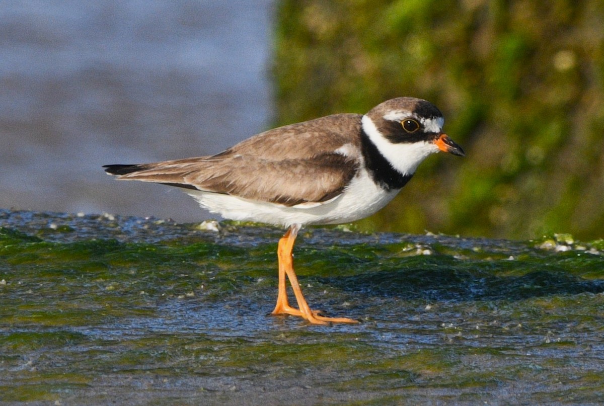 Semipalmated Plover - ML641942700