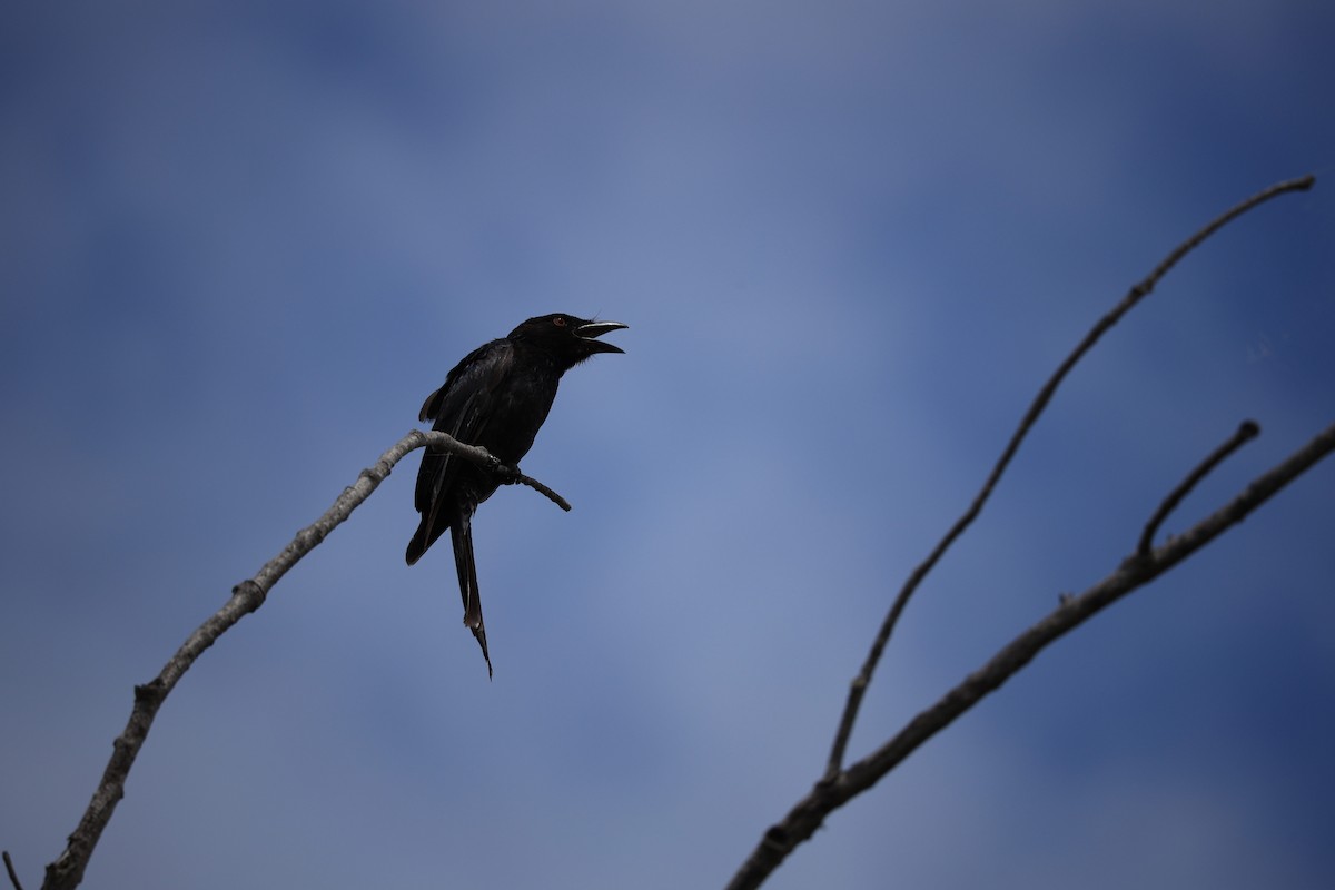 Spangled Drongo - ML641942710