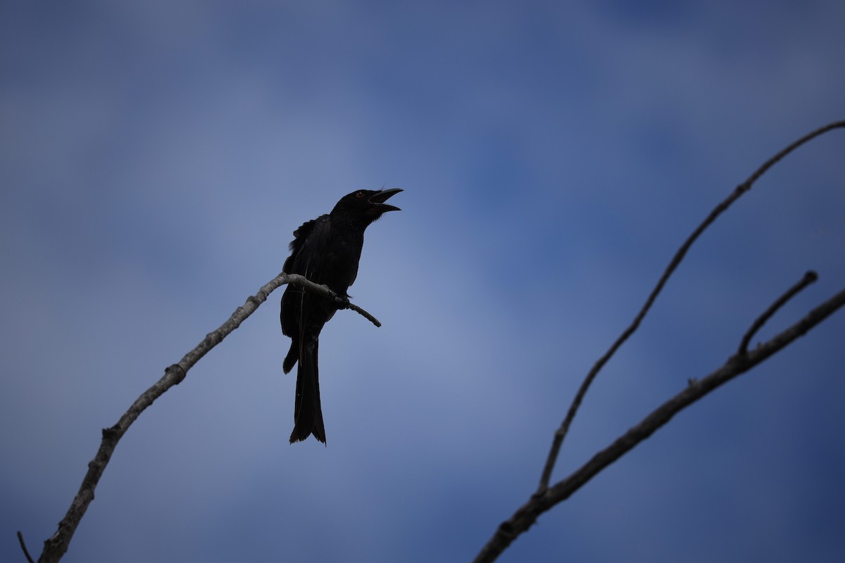 Spangled Drongo - ML641942711