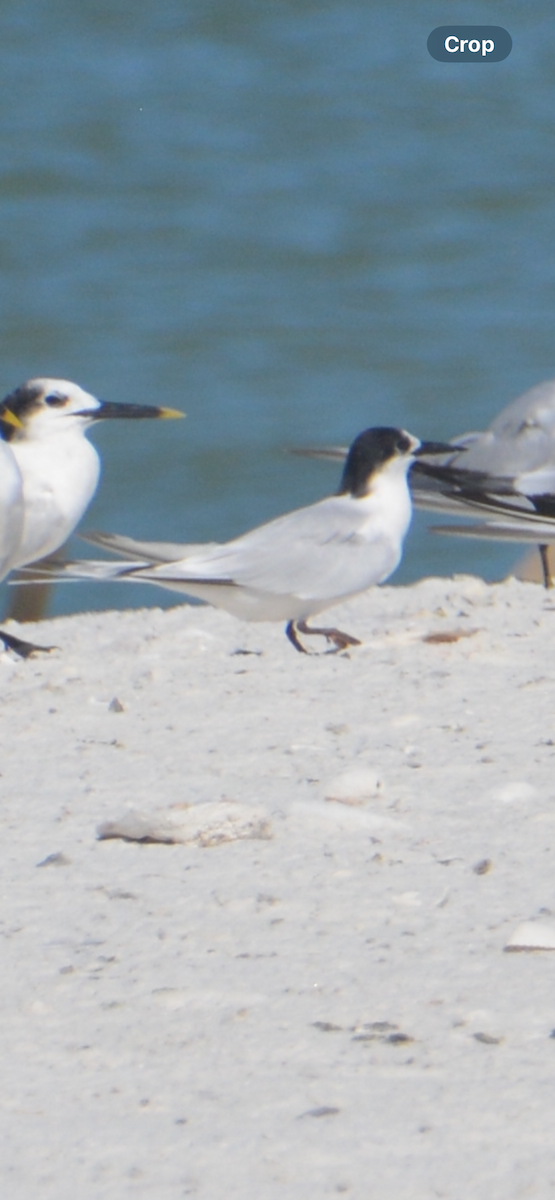 Roseate Tern - ML641942717