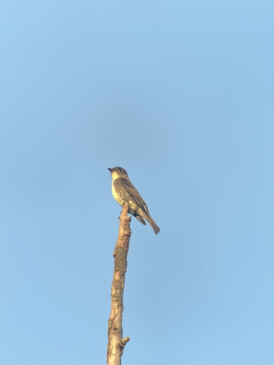 Olive-sided Flycatcher - ML641942718
