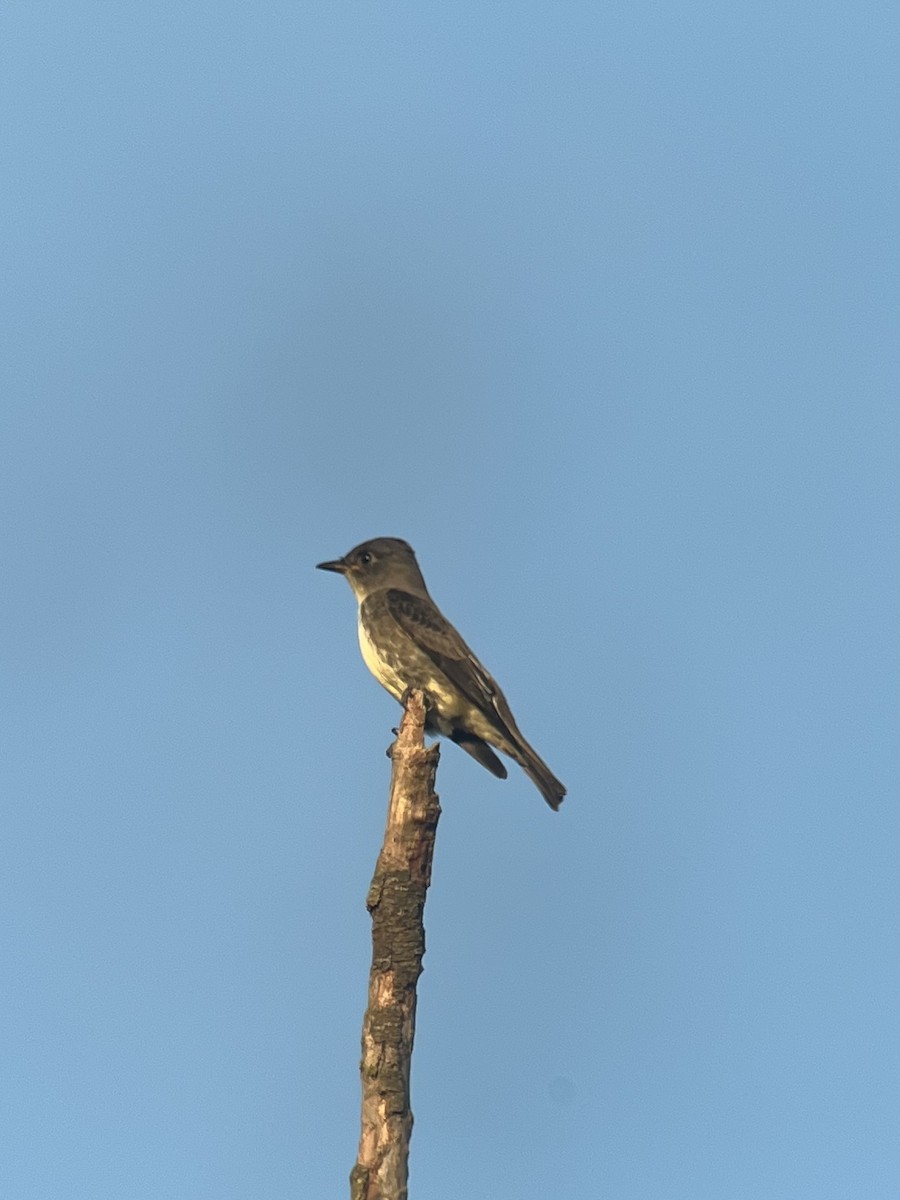 Olive-sided Flycatcher - ML641942719