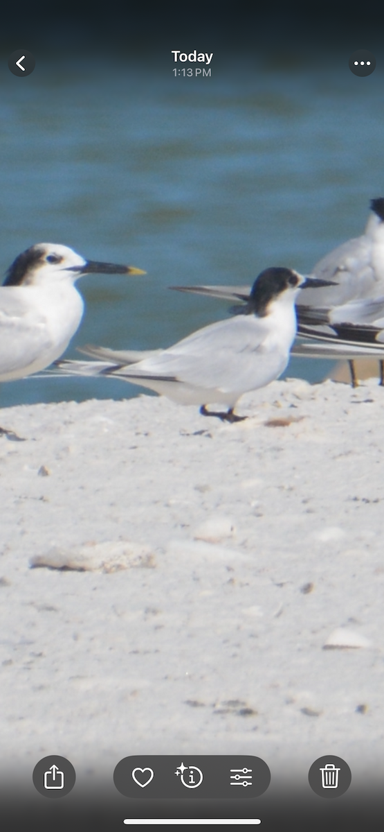 Roseate Tern - ML641942720