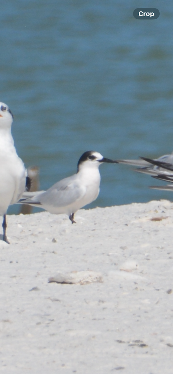 Roseate Tern - ML641942721