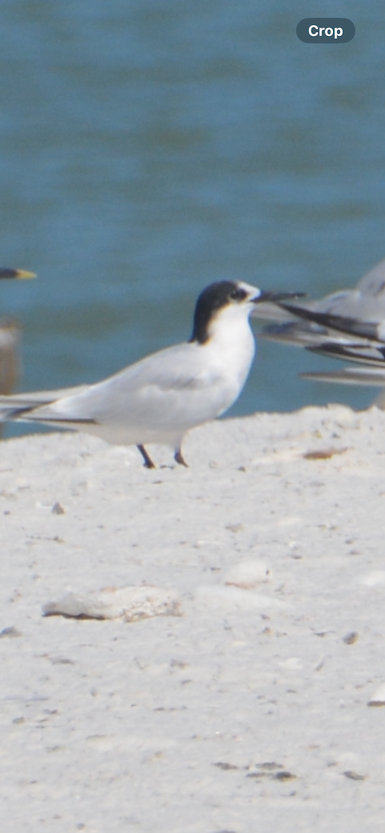 Roseate Tern - ML641942722