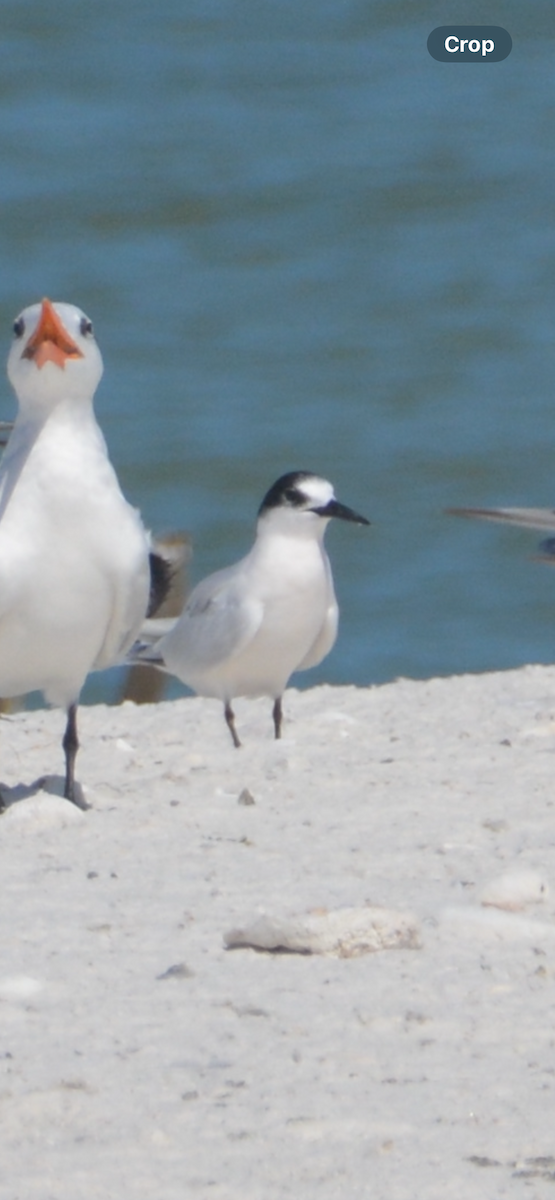 Roseate Tern - ML641942723
