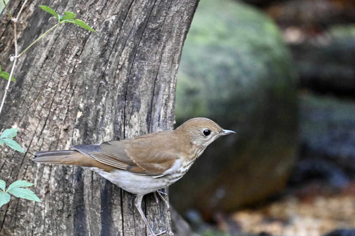 Veery - ML641942728