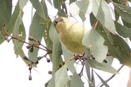 Yellow Thornbill - ML641942736