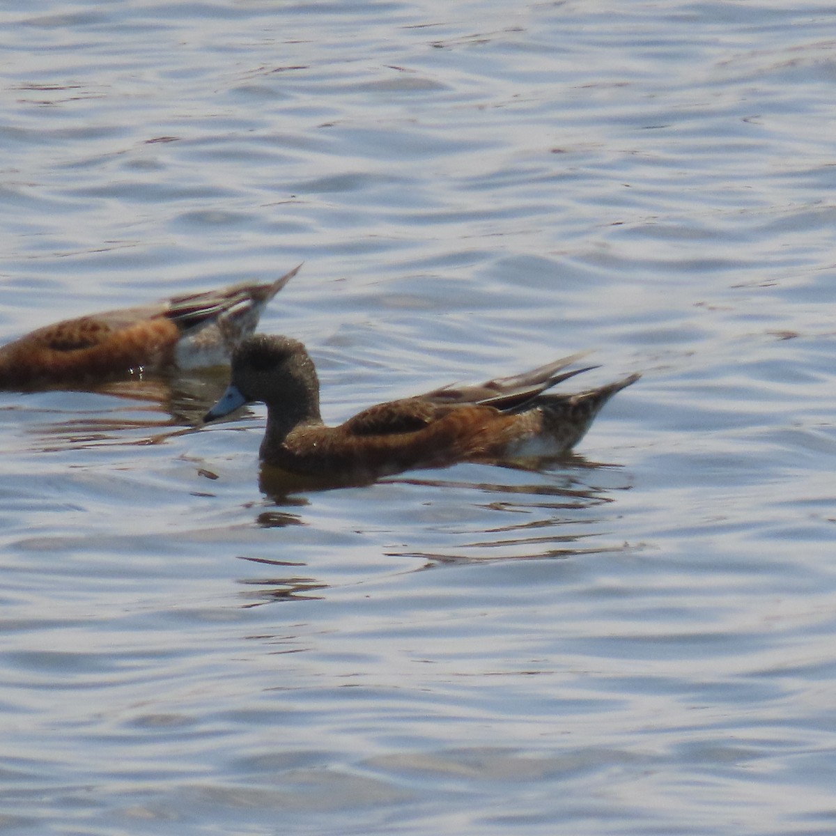 American Wigeon - ML641942739