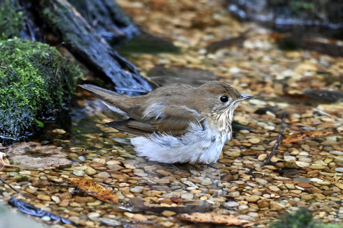 Veery - ML641942740