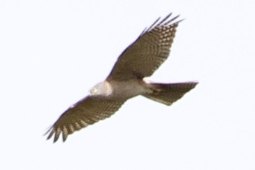 Collared Sparrowhawk - ML641942747