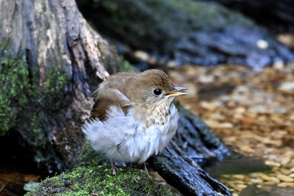 Veery - ML641942756