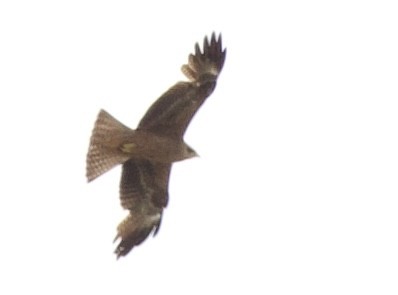 Black Kite (Black) - ML641942766