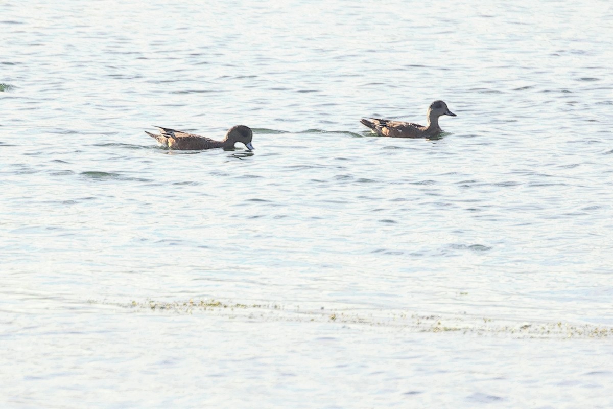 American Wigeon - ML641942783