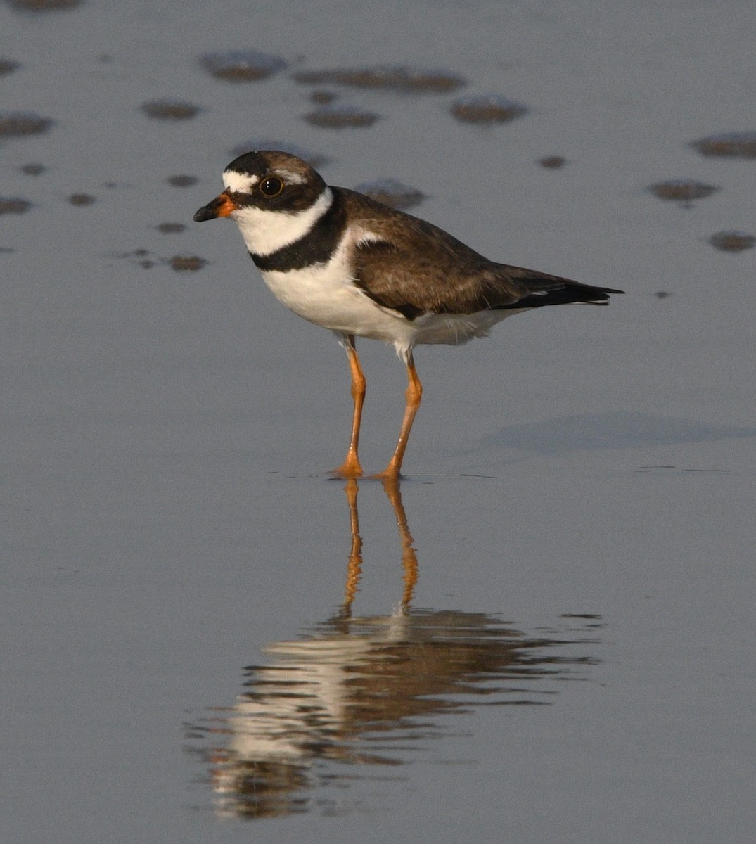 Semipalmated Plover - ML641942785