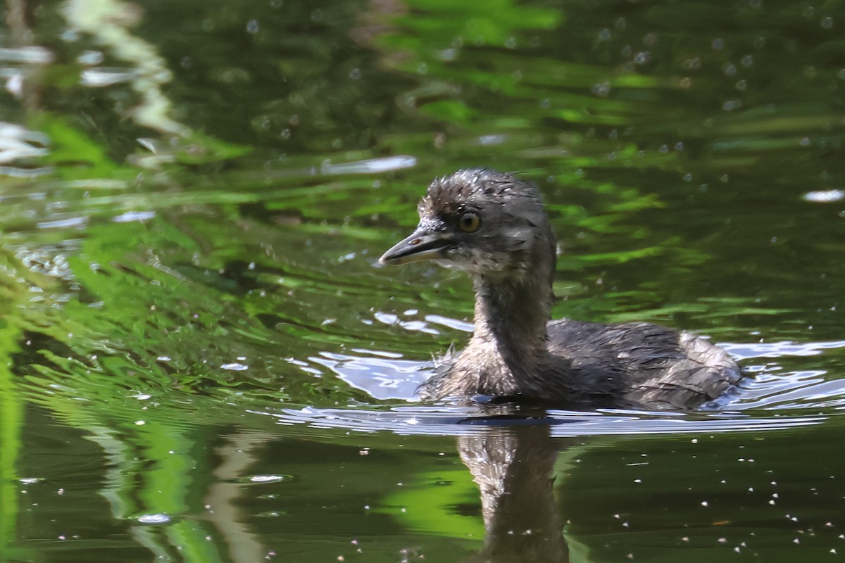 Least Grebe - ML641942786