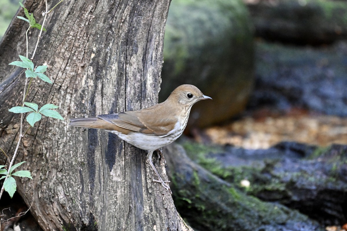 Veery - ML641942790