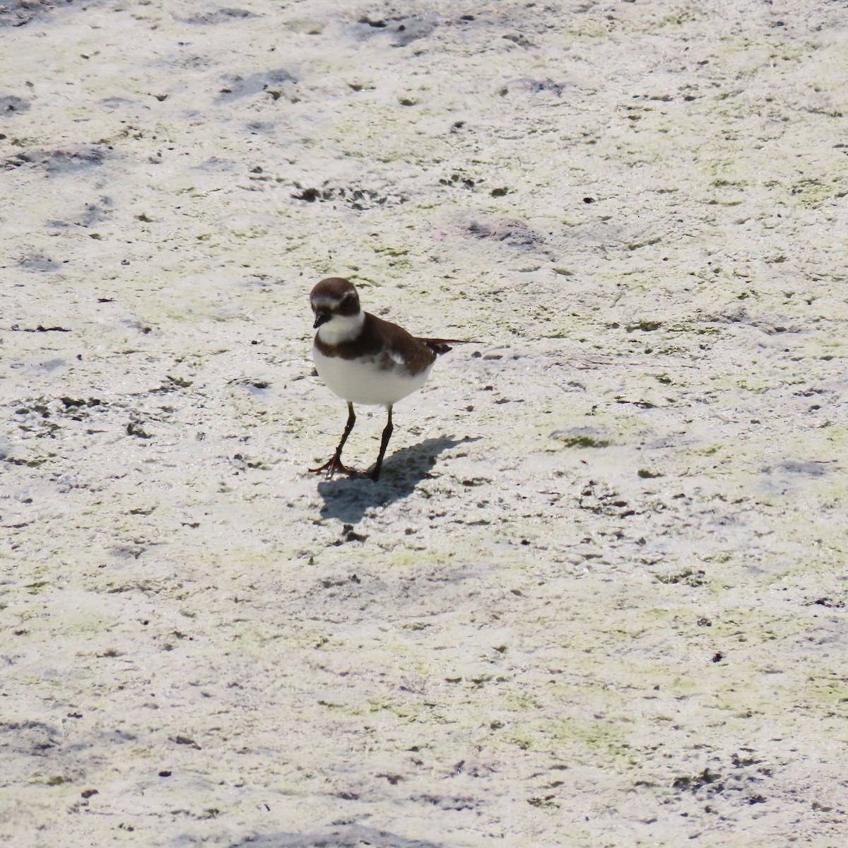 Semipalmated Plover - ML641942791