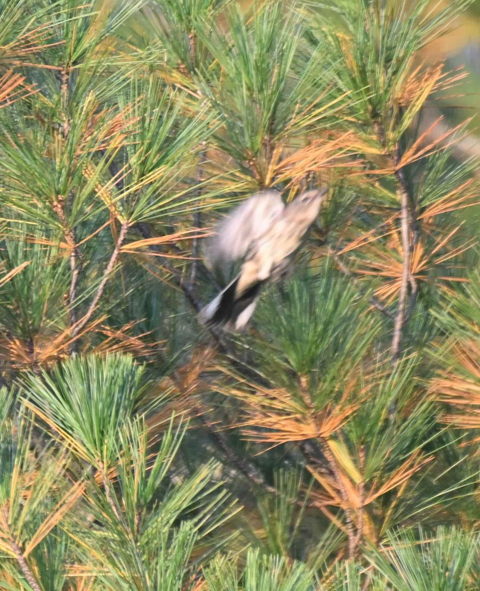 Cape May Warbler - ML641942809