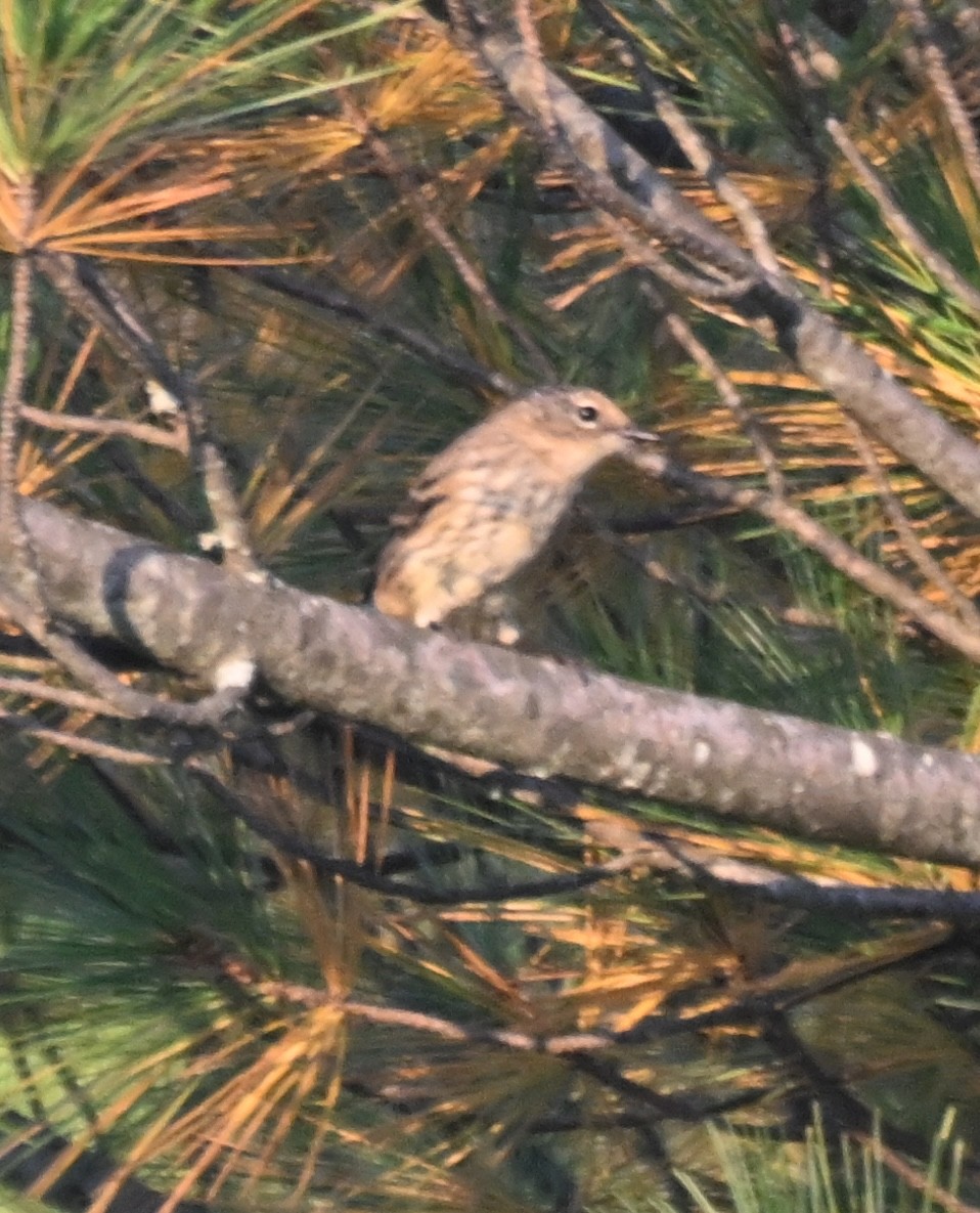 Cape May Warbler - ML641942810