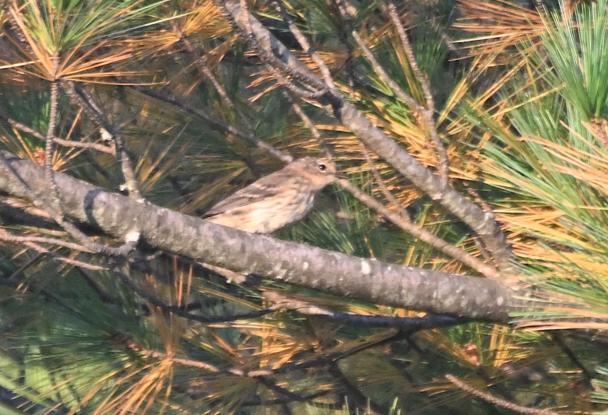 Cape May Warbler - ML641942811