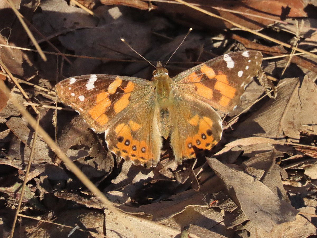Australian Painted Lady - ML641942830