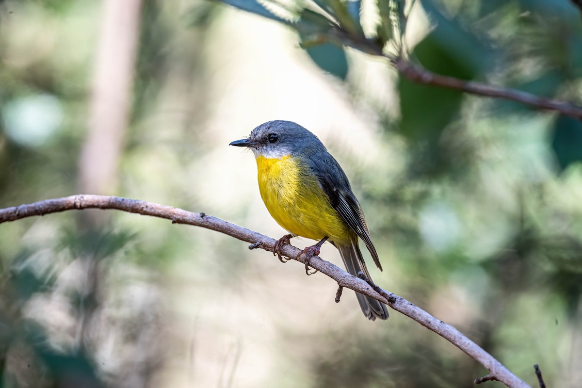 Eastern Yellow Robin - ML641942922