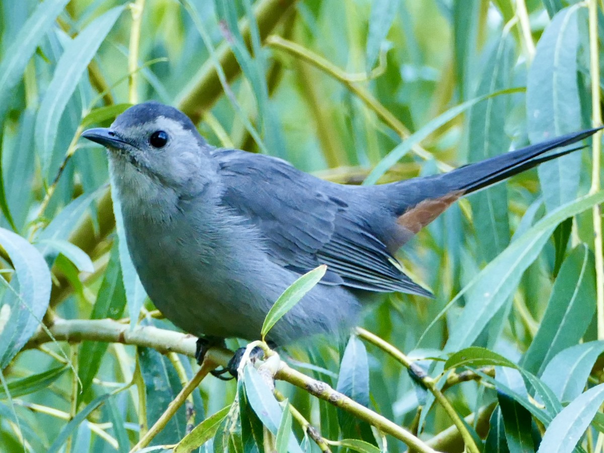 Gray Catbird - ML641942928
