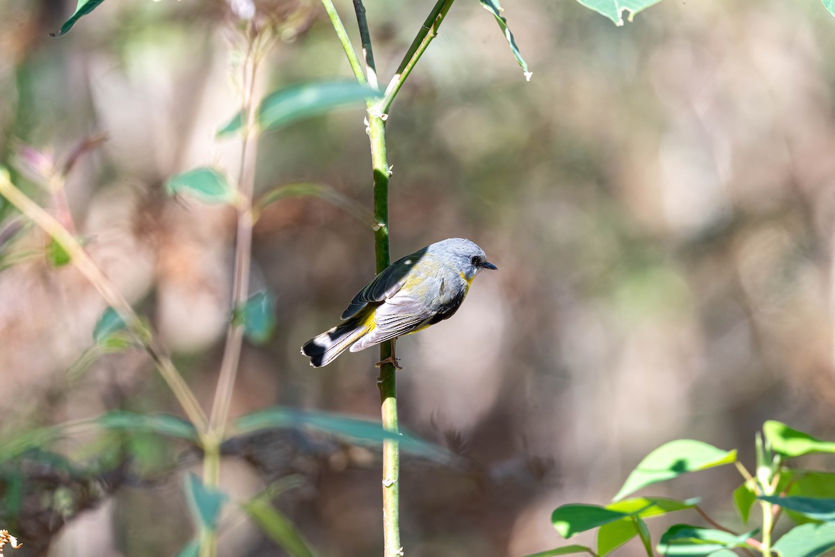 Eastern Yellow Robin - ML641942937