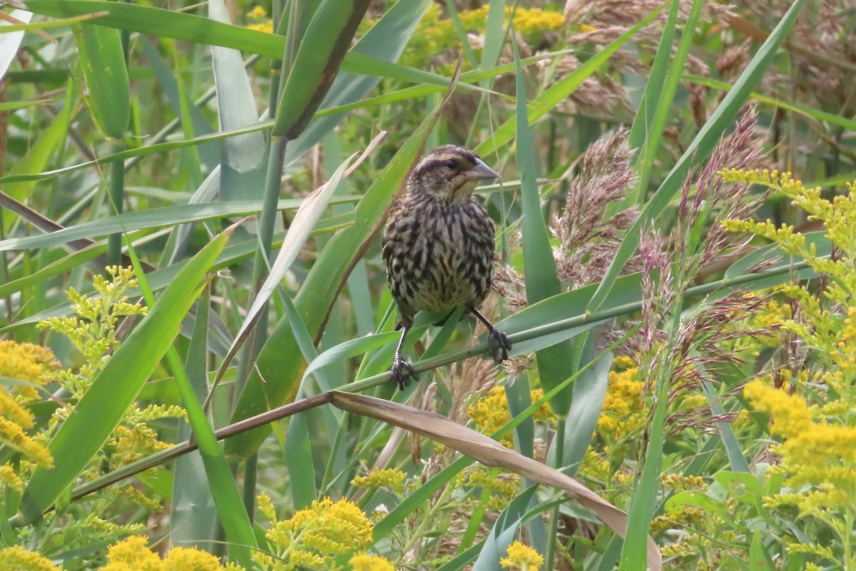 Red-winged Blackbird (Red-winged) - ML641942938